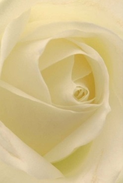 A close-up portrait of this Collier Row rose uncovers a gentle swirl of ivory petals, each one velvety-smooth and almost glasslike in its translucency. Basked in soft, diffused light akin to a quiet morning in one of Collier Row's leafy streets, the rose displays cream and pale lemon highlights within each natural curve. This gentle illumination gives the bloom an air of anticipation, like flowers awaiting a celebration at a local church or marking an anniversary dinner in a nearby home. The rose's timeless form, captured in such crisp focus, is a testament to meticulous hands and a legacy of thoughtful floral artistry in Collier Row. Its nearly unspoken fragrance, fresh and comforting, seems to fill every corner-making it an ideal choice for those wanting to express love, remembrance, or send an elegant message with subtlety. With every petal perfectly in place, the white rose becomes a visual poem, echoing the peaceful, supportive spirit that defines Collier Row's community.